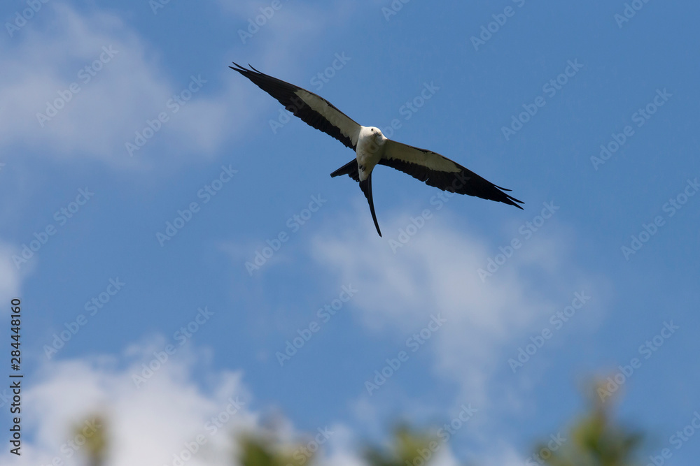 Fototapeta premium Swallow-tailed kite, Elanoides forficatus, in flight, Kissimmee Preserve State Park, Florida, USA