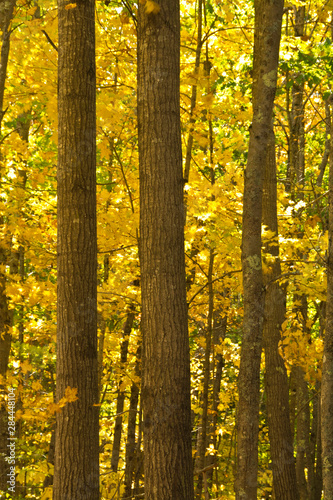 Autumn trees, Maquoit Bay Conservation Land, Brunswick, Maine, USA