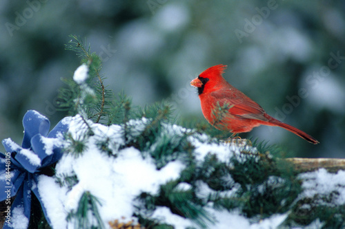 Northern Cardinal (Cardinalis cardinalis) male on fence with holiday greenery in winter, Marion County, Illinois