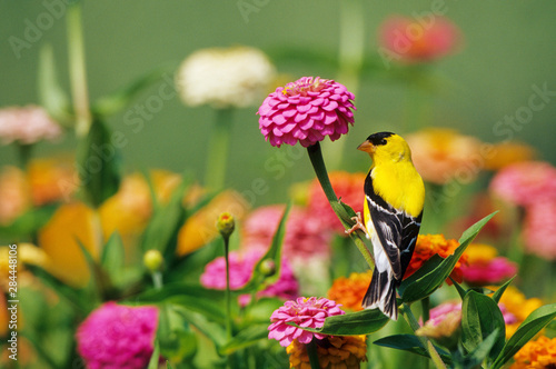 Fotografi American Goldfinch (Carduelis tristis) male on zinnia (Zinnia) Marion County, Il