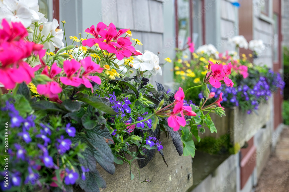 Flowers in window boxes, Nantucket, Massachusetts, USA