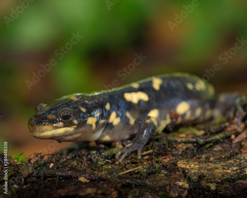 Tiger salamander, Ambystoma tigrinum tigrinum, central Florida