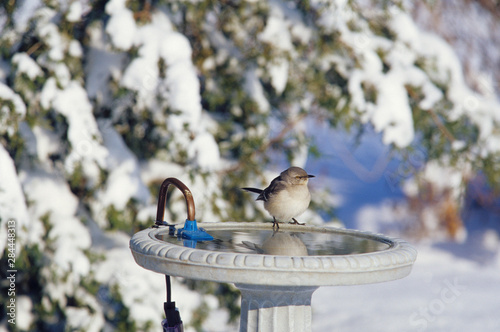 Vászonkép Northern Mockingbird (Mimus polyglottos) at heated bird bath in winter Marion Co