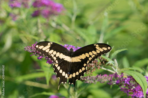 Giant Swallowtail (Papilio Cresphontes) on Butterfly Bush (Buddleja Davidii) Marion County, Illinois