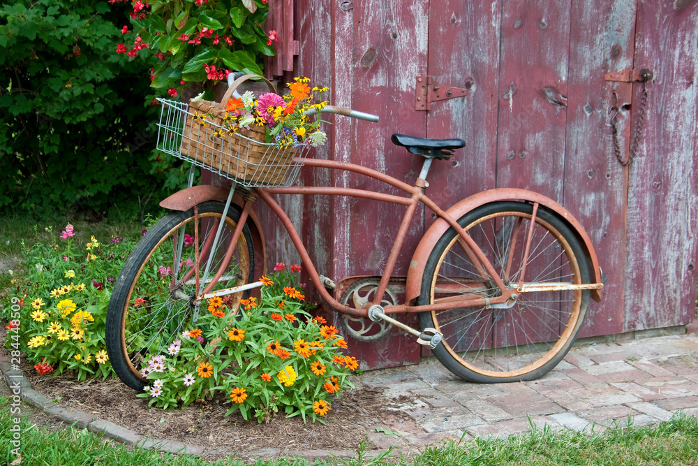 Old bicycle with flower basket next to old outhouse garden shed. Red Wing Begonias, Zinnias, Snapdragons (Antirrhinum) Marion County, Illinois