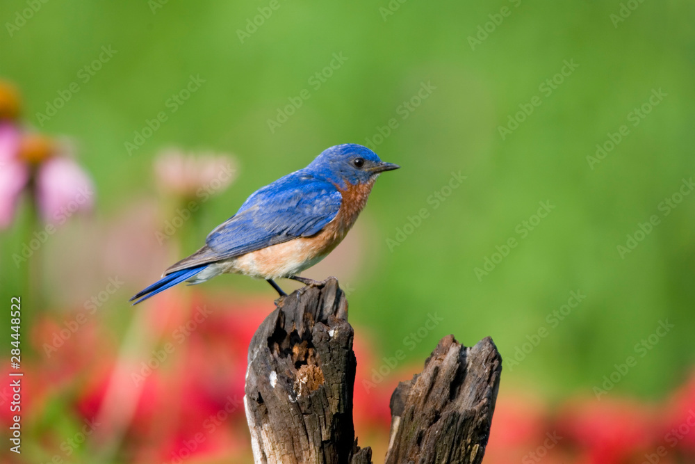 Eastern Bluebird (Sialia sialis) male on fence post in flower garden Marion, Illinois, USA. Eastern Bluebird (Sialia sialis) male on fence post in flower garden Marion, Illinois, USA.