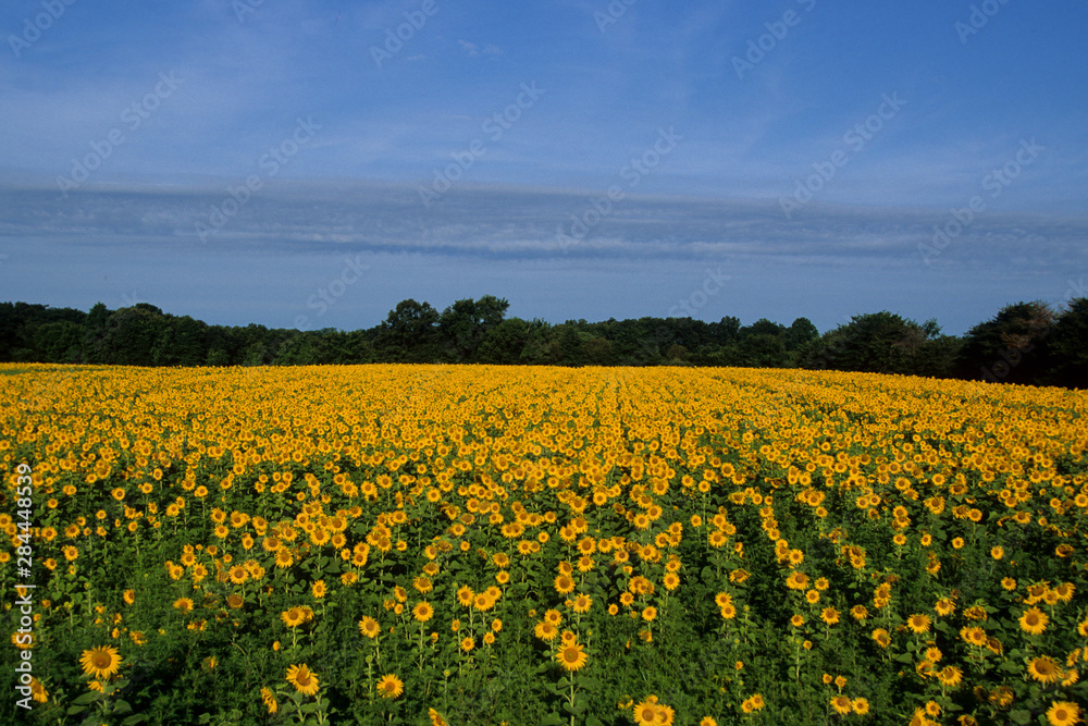 Common Sunflowers (Helianthus annus) Illinois