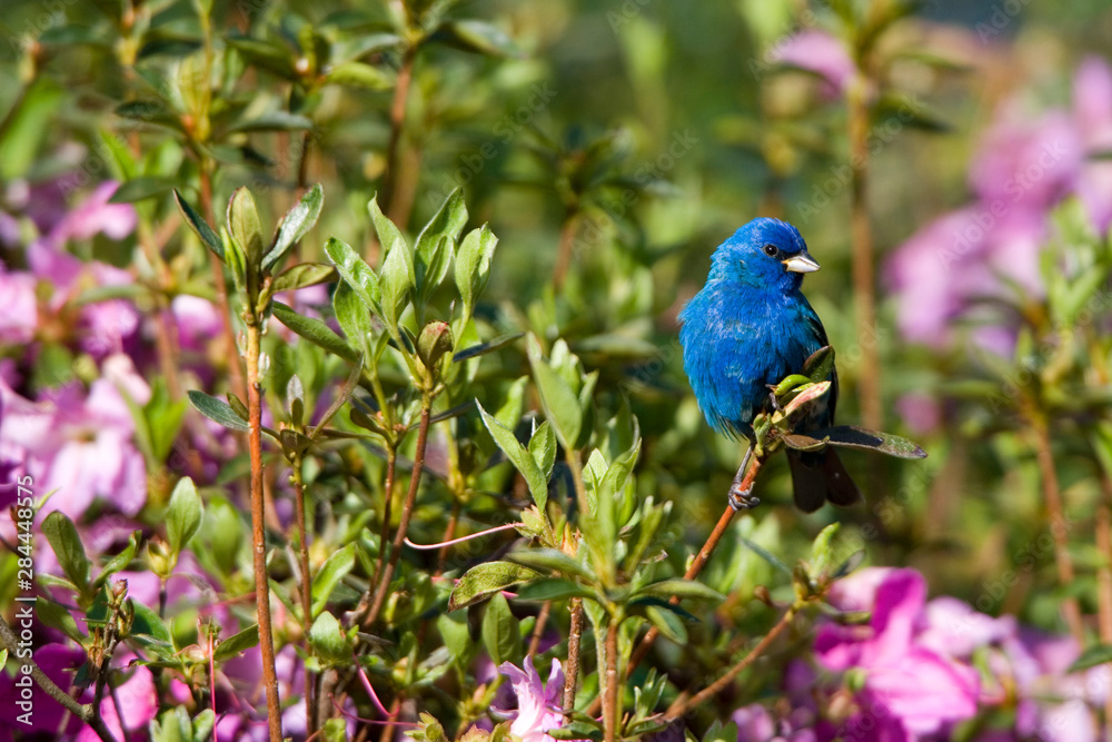 Fototapeta premium Indigo Bunting (Passerina cyanea) male in Azalea bush (Azalea sp). Marion, Illinois, USA.