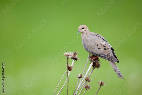 Canvas Print Mourning Dove (Zenaida macroura) on seed head of Purple Coneflower (Echinacea purpurea)