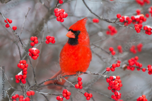 Northern Cardinal (Cardinalis Cardinalis) male in Common Winterberry bush (Ilex Verticillata) in winter, Marion County, Illinois photo