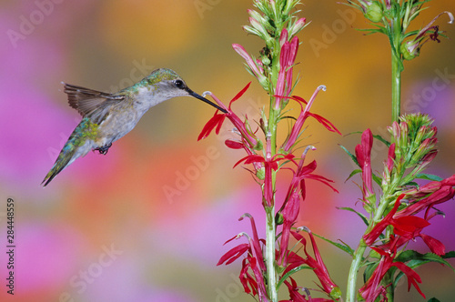 Ruby-throated Hummingbird (Archilochus colubris) on Scarlet Sage (Salvia Coccinea) Marion County, Illinois © Richard & Susan Day/Danita Delimont