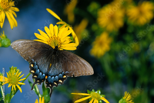 Eastern Tiger Swallowtail (Papilio Glaucus) female on Cup Plant (Silphium Perfoliatum) Marion County, Illinois photo