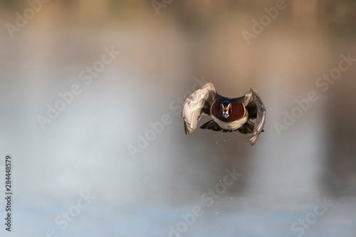 Fototapeta Naklejka Na Ścianę i Meble -  Wood Duck (Aix sponsa) male in flight, Marion County, IL
