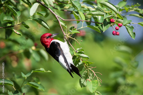 Red-headed Woodpecker (Melanerpes erythrocephalus) in serviceberry bush (Amelanchier canadensis), Marion Co. IL photo