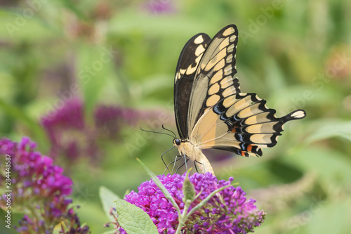 Giant Swallowtail butterfly (Papilio cresphontes) on Butterfly Bush (Buddlei davidii), Marion County, IL