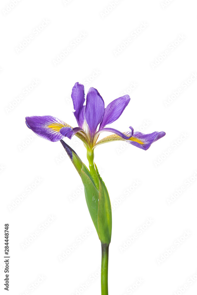 Blue Flag Iris (Iris versicolor) with white background, Marion County, IL
