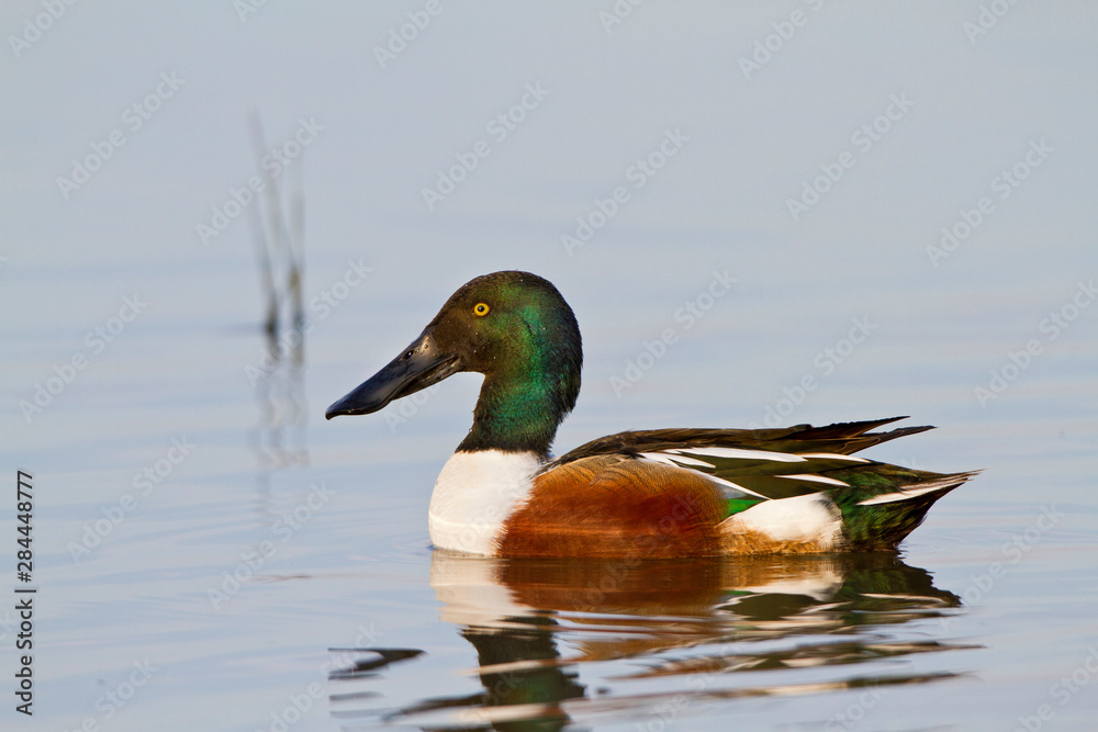 Northern Shoveler (Anas clypeata) male in wetland, Marion, Illinois, USA. Northern Shoveler (Anas clypeata) male in wetland, Marion, Illinois, USA.