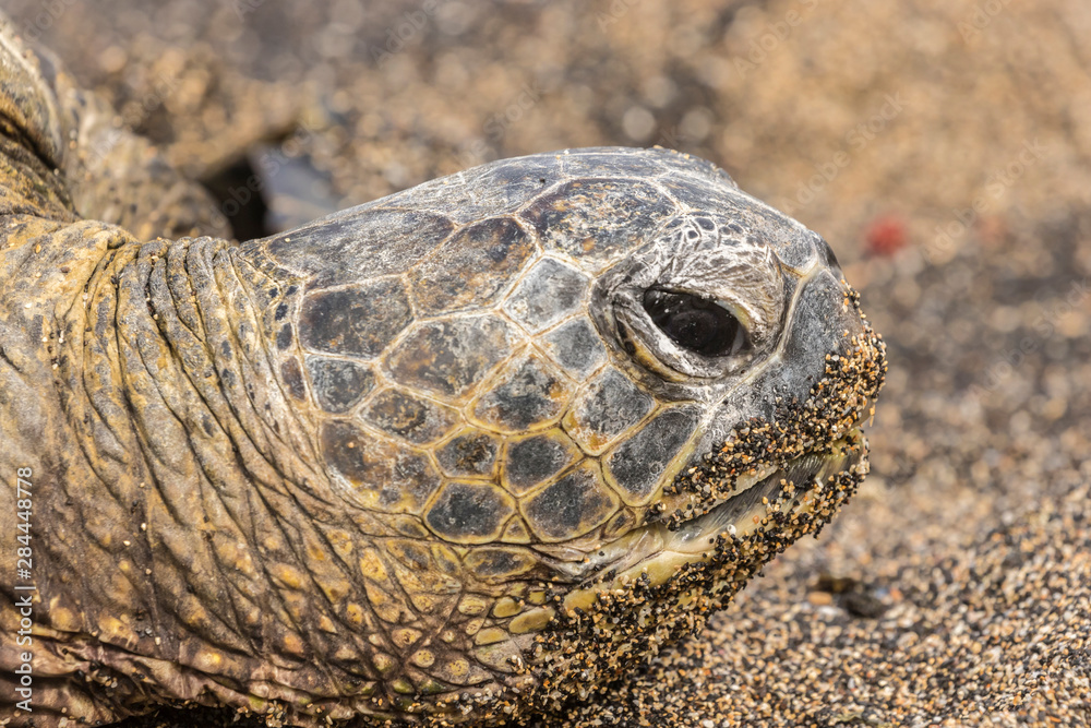 Obraz premium USA, Hawaii, Honokohau Bay. Green sea turtle close-up. Credit as: Cathy & Gordon Illg / Jaynes Gallery / DanitaDelimont.com