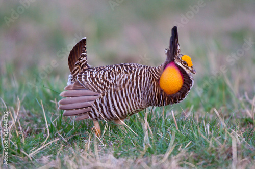 Greater Prairie Chicken (Tympanuchus cupido) male booming or displaying on lek, Prairie Ridge State Natural Area, Jasper, Illinois, USA. photo