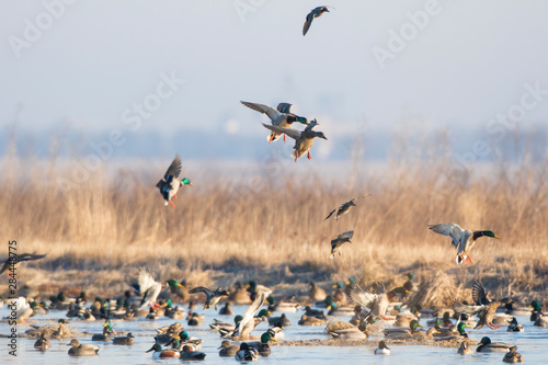 Mallards (Anas Platyrhynchos) flying from wetland, Marion County, Illinois