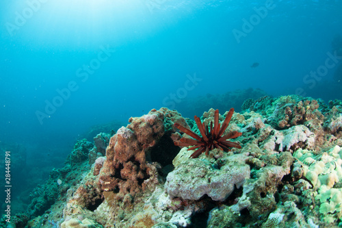 Fototapeta Naklejka Na Ścianę i Meble -  A red urchin moves across hard corals off the North Shore of Oahu, Hawaii