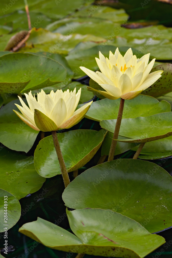 Hybrid water lilies, White River Gardens State Park, Indianapolis, Indiana