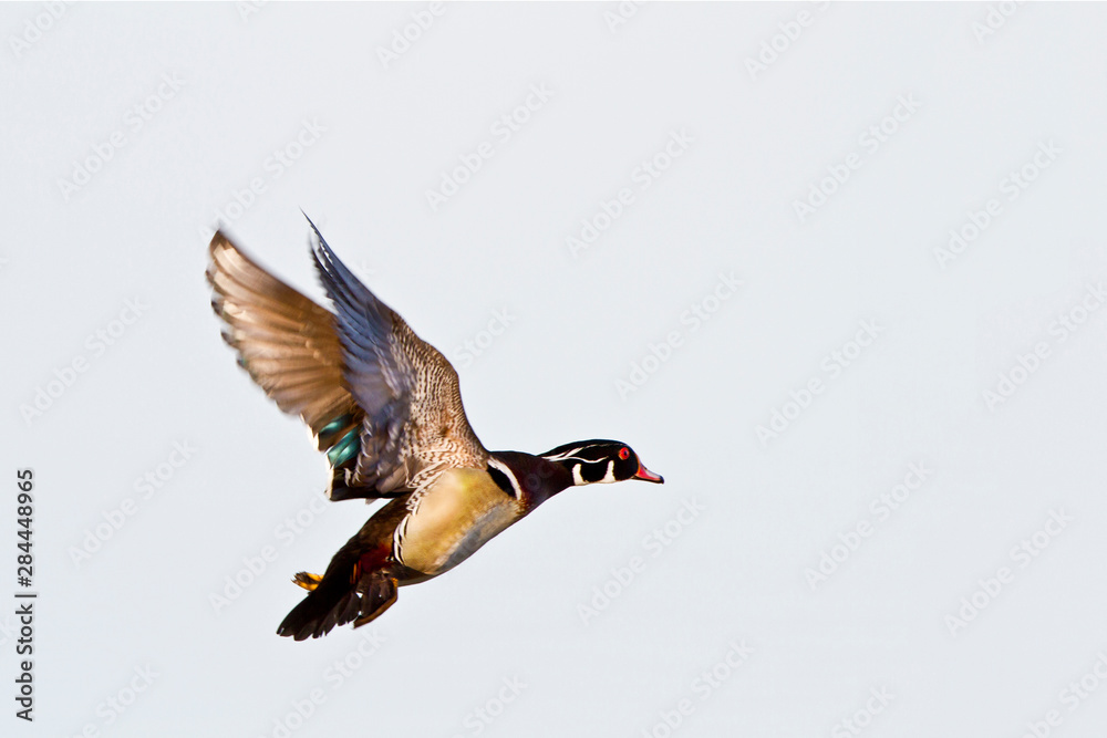 Obraz premium Wood Duck (Aix sponsa) male in flight, Marion, Illinois, USA.