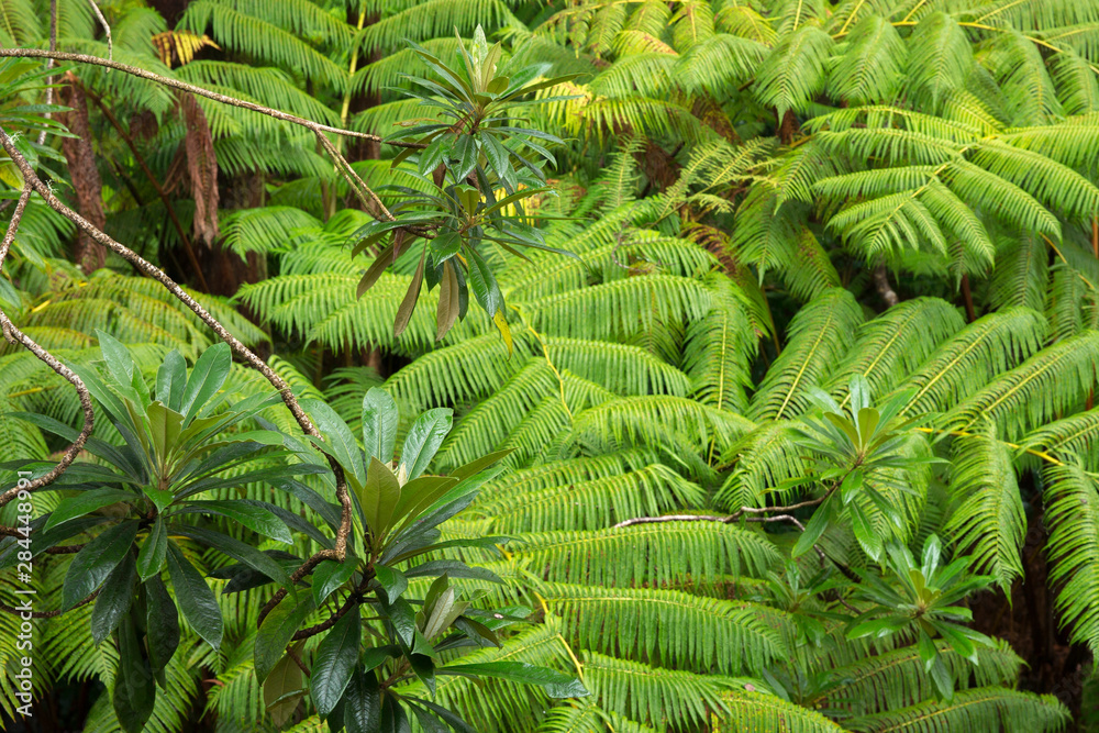 Fototapeta premium Tree ferns, (Cibotium glacum) forest, Volcano, Hawaii