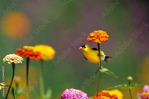 Canvas Print American Goldfinch (Carduelis tristis) male on zinnia (Zinnia) Marion County, Il