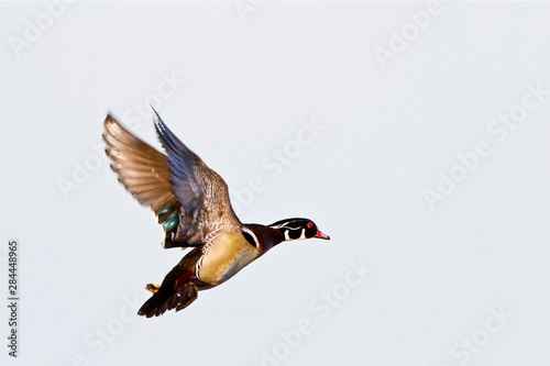 Wood Duck (Aix sponsa) male in flight, Marion, Illinois, USA.