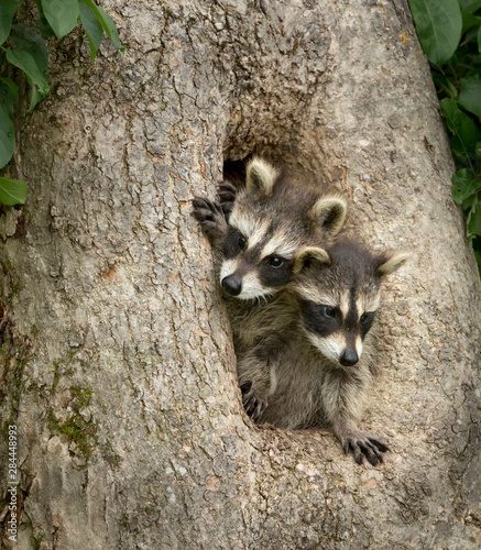 USA, Minnesota, Sandstone, Minnesota Wildlife Connection. Raccoon pair in a hollow tree.