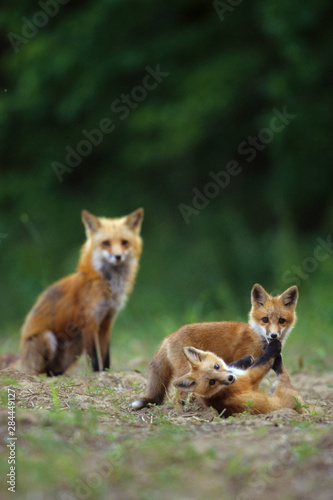 Red fox (Vulpes Vulpes) adults with kit, Illinois © Richard & Susan Day/Danita Delimont