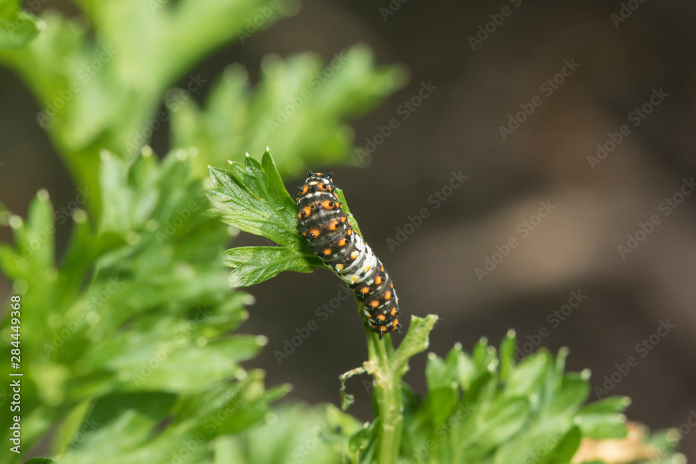 Black Swallowtail (Papilio Polyxenes) caterpillar on Parsley Marion County, Illinois