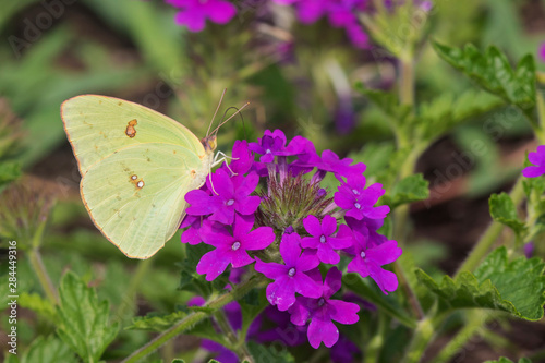 Cloudless Sulphur (Phoebis Sennae) on Verbena canadensis 'Homestead Purple' Marion County, Illinois photo