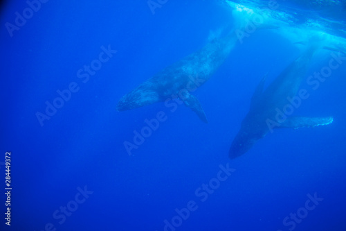 Humpback Whales (Megaptera novaeangliae), open Pacific Ocean near Kona, Big Island, Hawaii © Stuart Westmorland/Danita Delimont