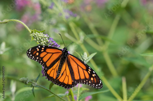 Monarch  Danaus Plexippus  on Butterfly Bush  Buddleja Davidii  Marion County  Illinois