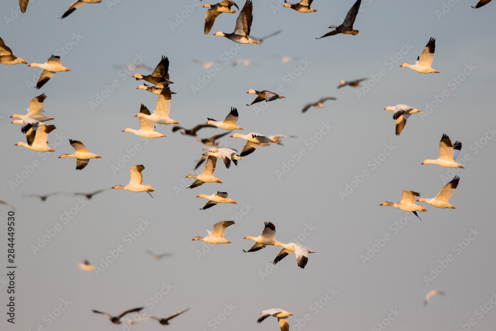 Snow Geese (Chen caerulescens) flying, Marion County, Illinois