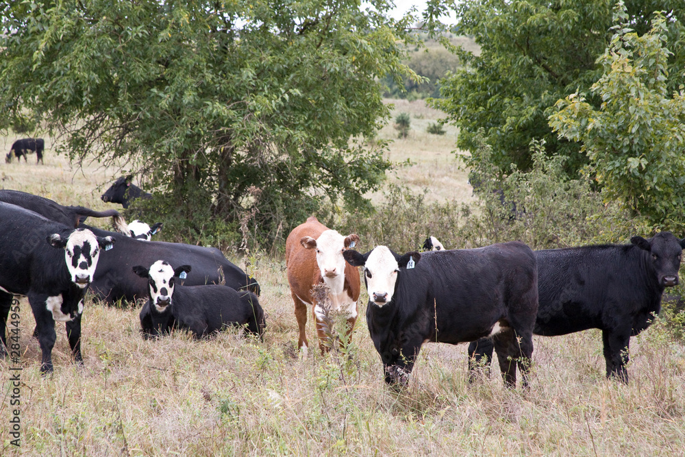 United States, Kansas. Cows on a rural farm. United States, Kansas. Cows on a rural farm.