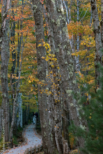 USA, Maine. Tall autumn forests along Jessup Trail, Sieur de Monts, Acadia National Park.