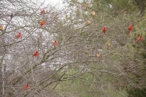 Northern Cardinal (Cardinalis Cardinalis) males and female in bush in winter Marion County, Illinois