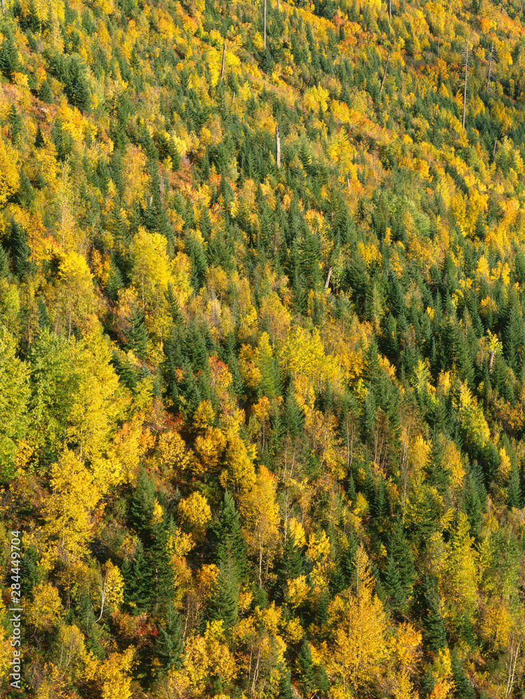 USA, Montana, Glacier National Park, Evening light on forested slopes with fall colored poplars: quaking aspen, cottonwood and birch, standing out among conifers. USA, Montana, Glacier National Park, Evening light on forested slopes with fall colored poplars: quaking aspen, cottonwood and birch, standing out among conifers.