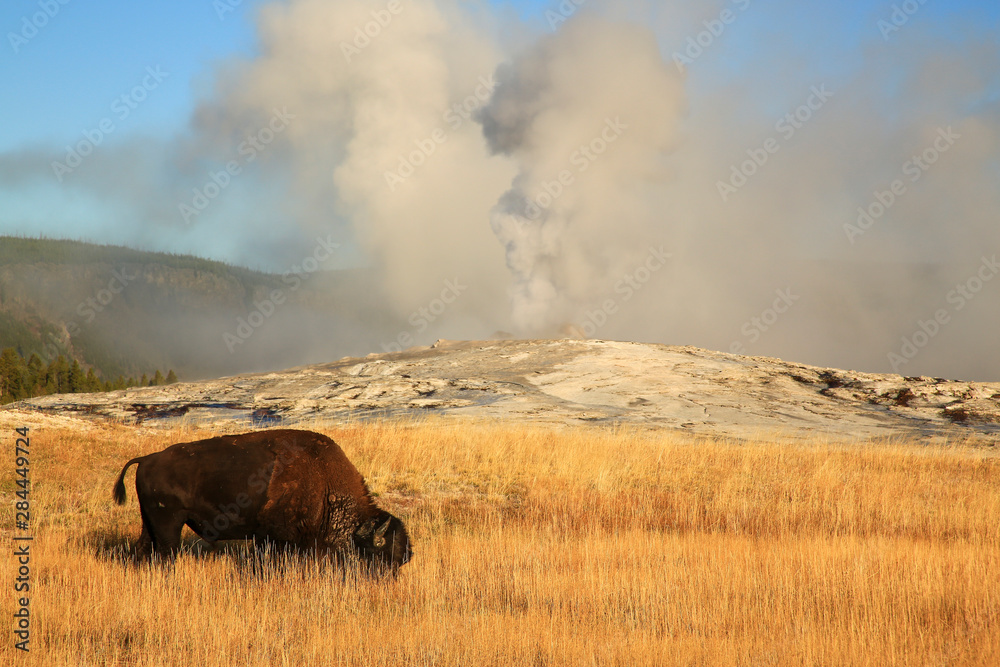 USA, Yellowstone National Park, Montana, Old Faithful and bison - obrazy, fototapety, plakaty 
