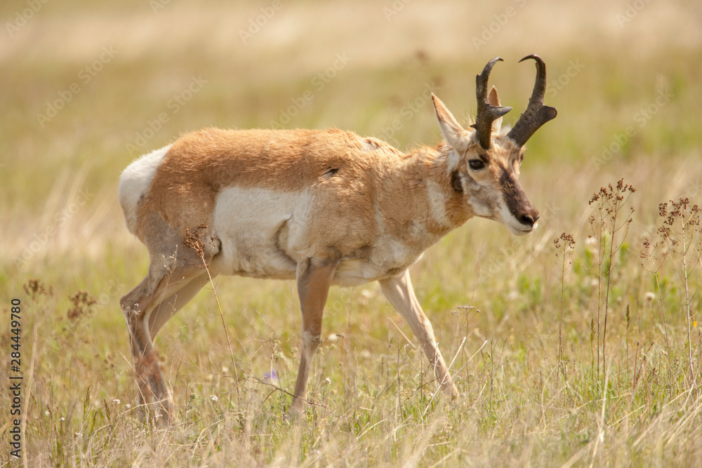 National Bison Range, Montana, USA. Pronghorn buck walking in a meadow. National Bison Range, Montana, USA. Pronghorn buck walking in a meadow.