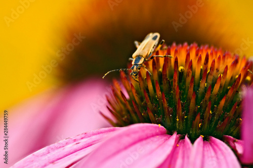 Pennsylvania Leather-wing (Chauliognathus pensylvanicus) on Purple Coneflower, Echinacea purpurea, Louisville, Kentucky photo