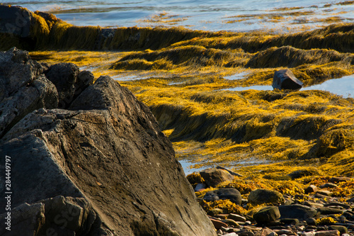 Rocky coast  moss  shoreline  Casco Bay  Great Island  Harpswell  Maine  USA