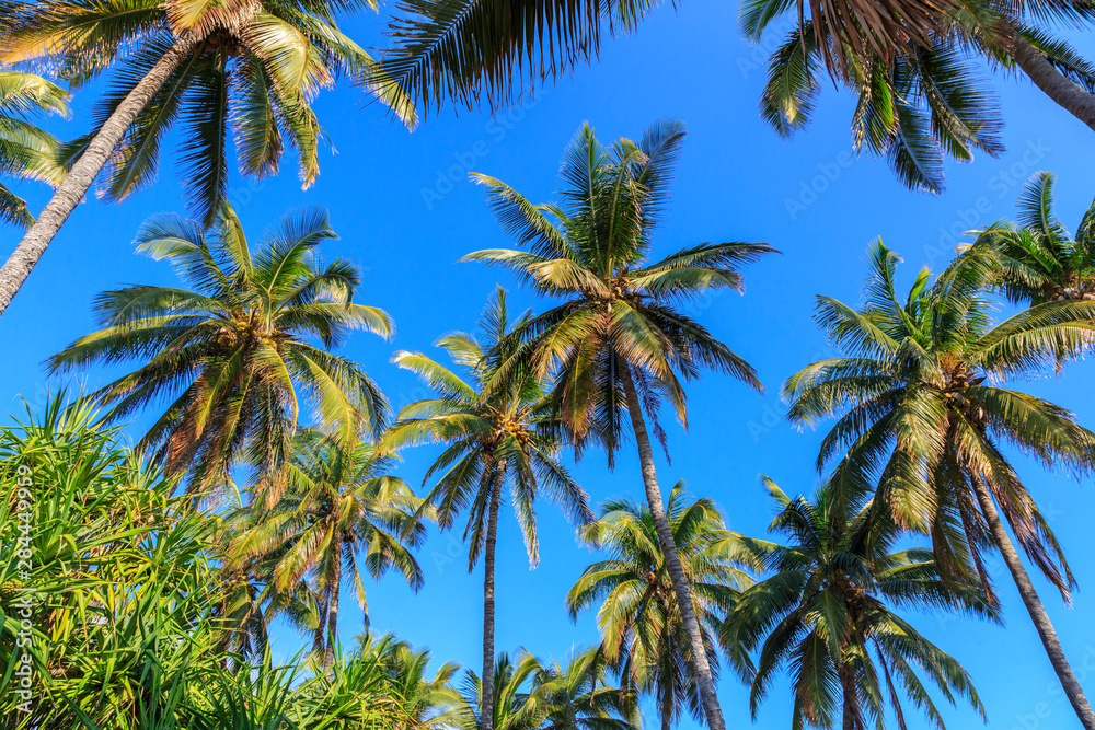 Palm trees, Lanai North Shore, Hawaii Palm trees, Lanai North Shore, Hawaii