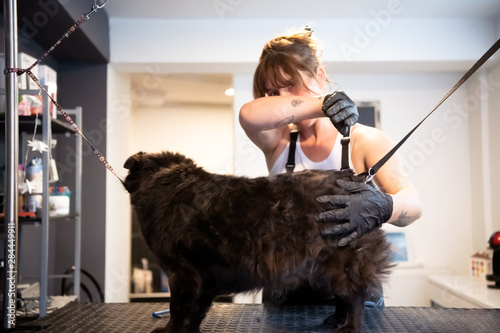pet hairdresser woman cutting fur of cute black dog