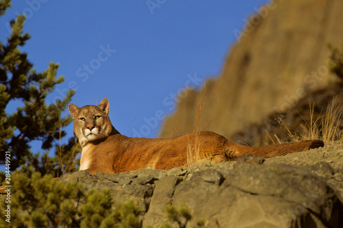 Vászonkép Mountain Lion (Felis Concolor) (Captive), Montana
