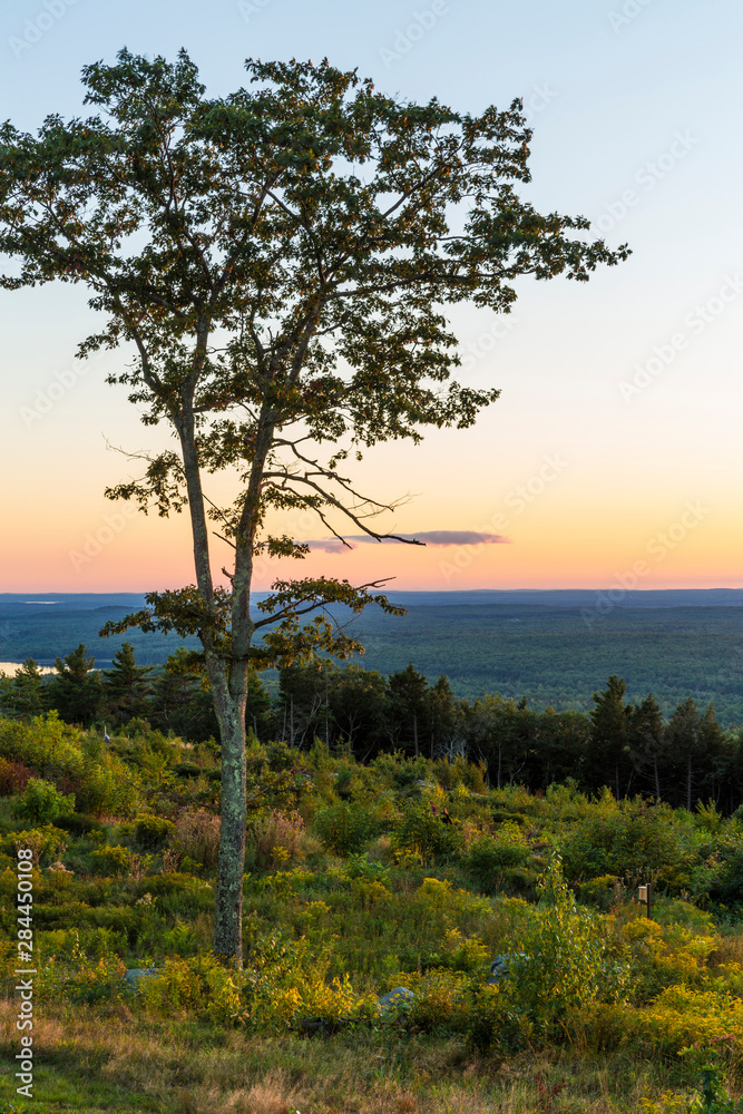 A tree silhouette at sunset as seen from the summit of Mount Agameticus in York, Maine.