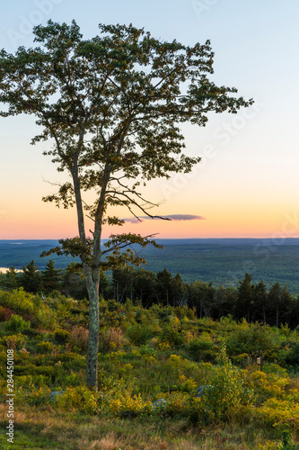 A tree silhouette at sunset as seen from the summit of Mount Agameticus in York, Maine.